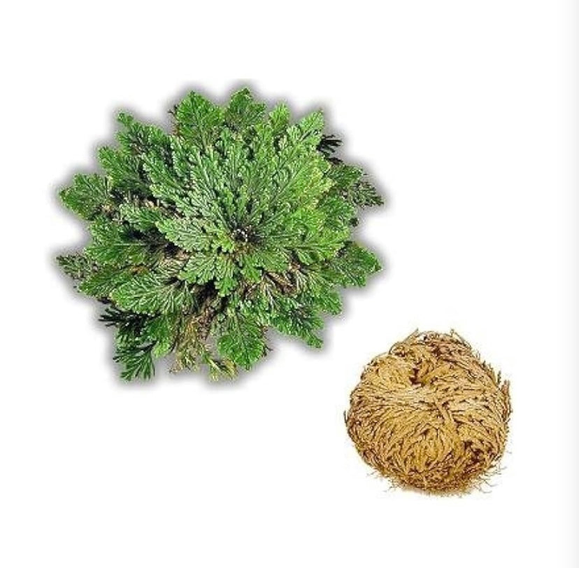 Rose of Jericho