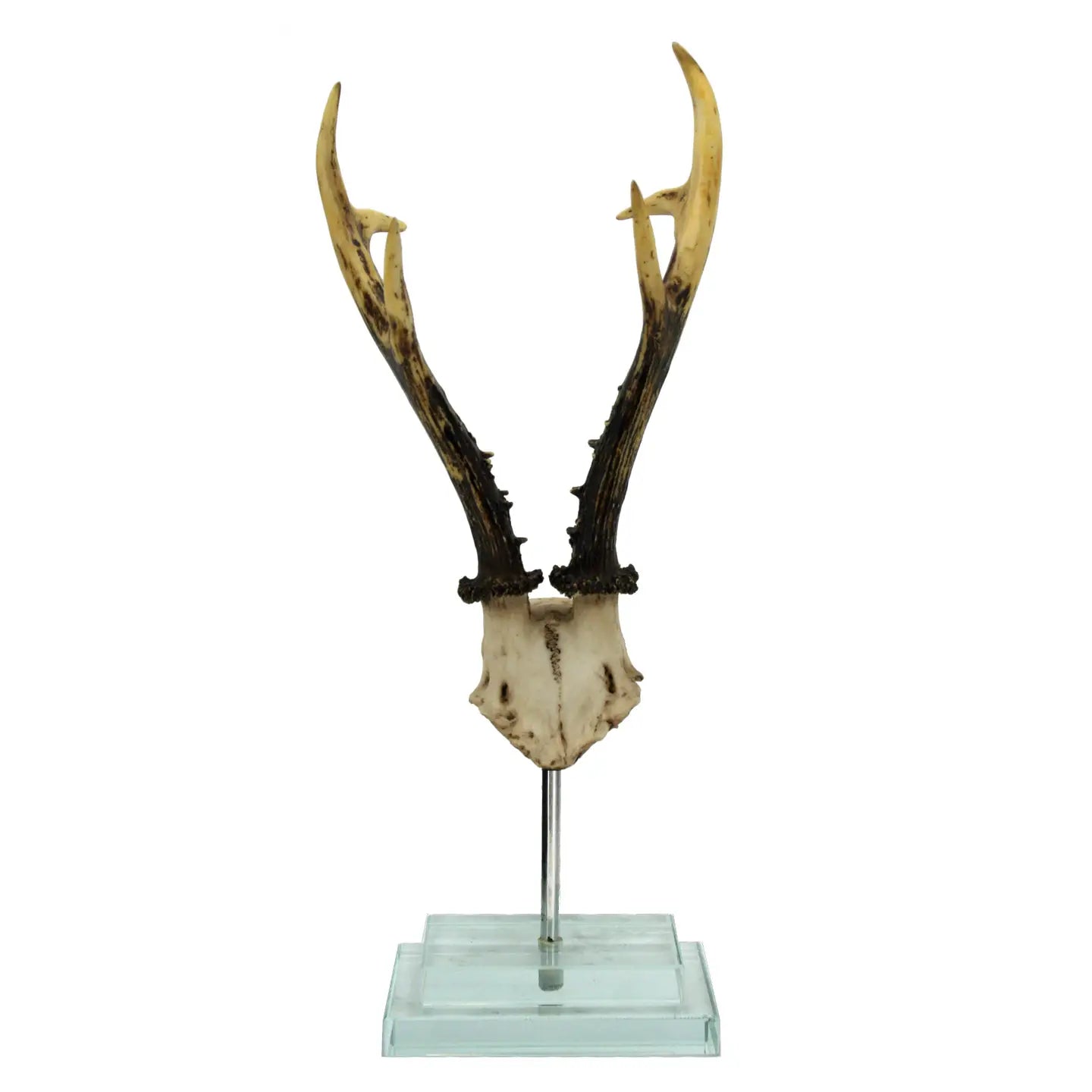 Antler on Double Glass Base