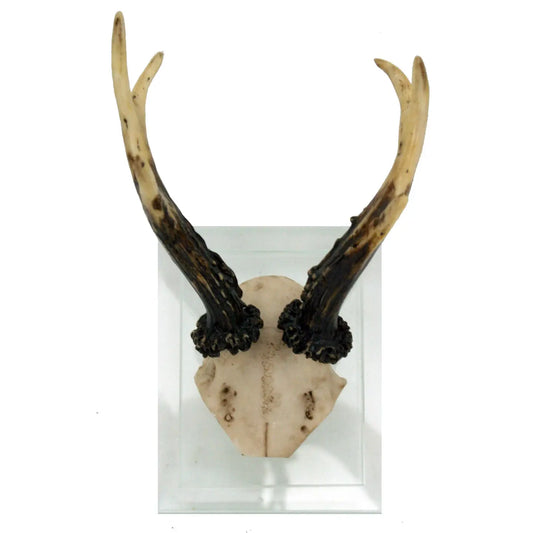 Faux Antler Double Glass Wall Mount