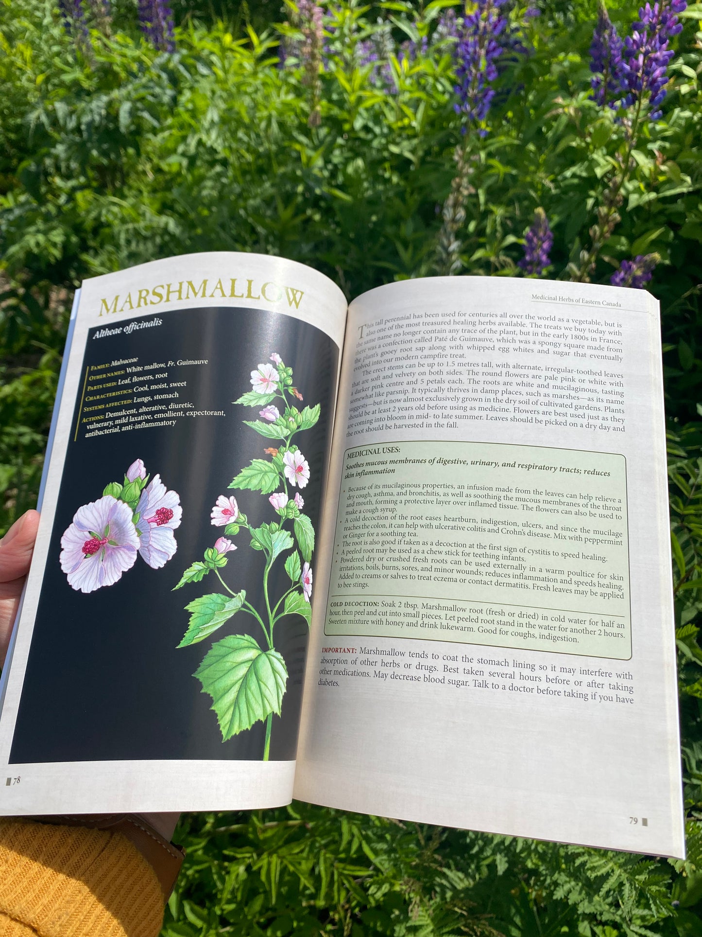 Medicinal Herbs of Eastern Canada A Pictorial Manual