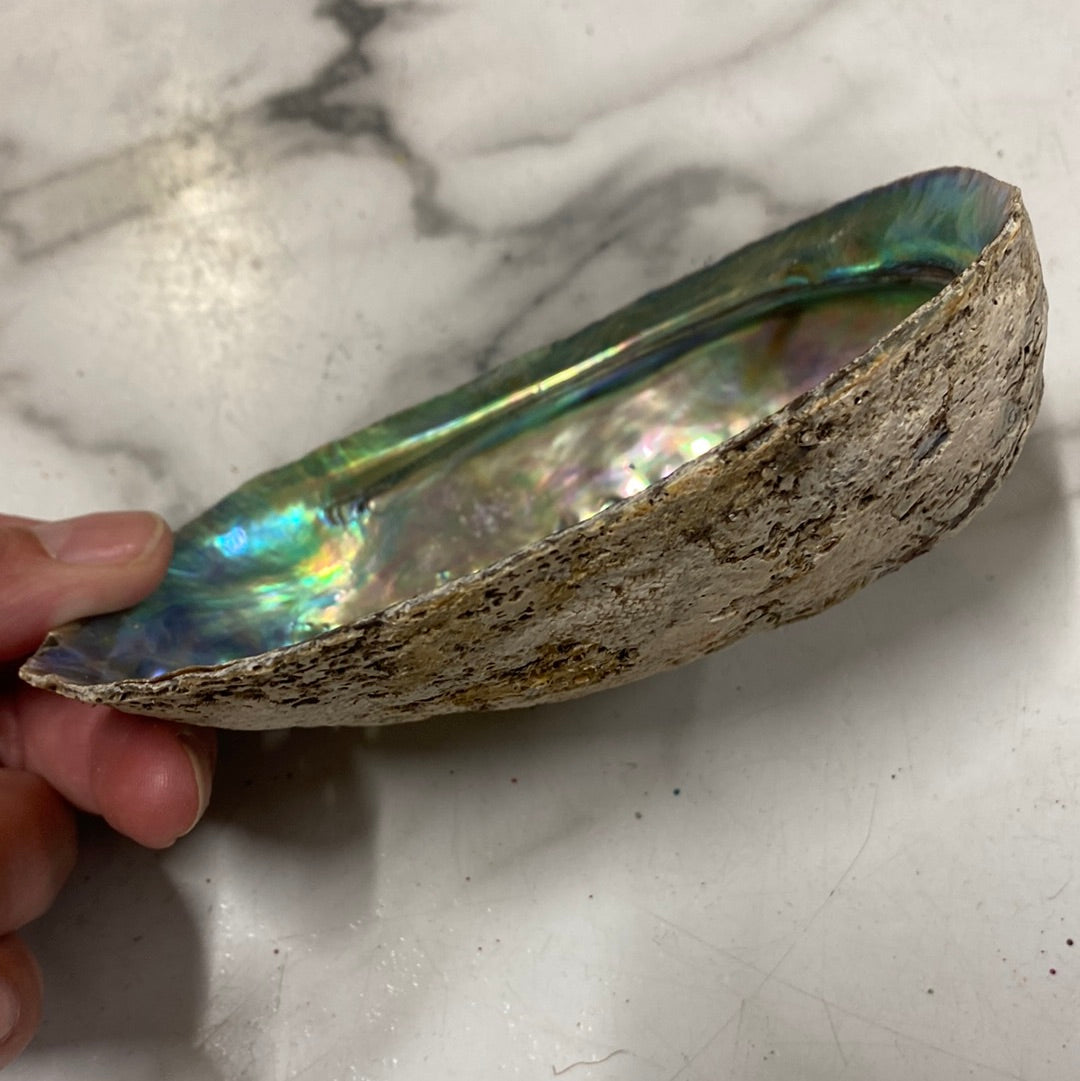 Abalone shell