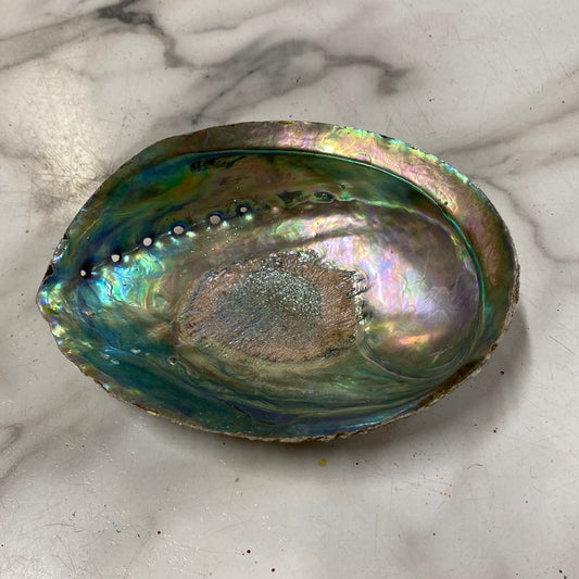 Abalone shell