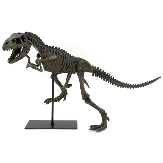 Faux T-Rex skeleton