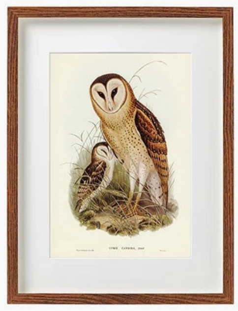 Framed Owl Wall Art 12 x 16"