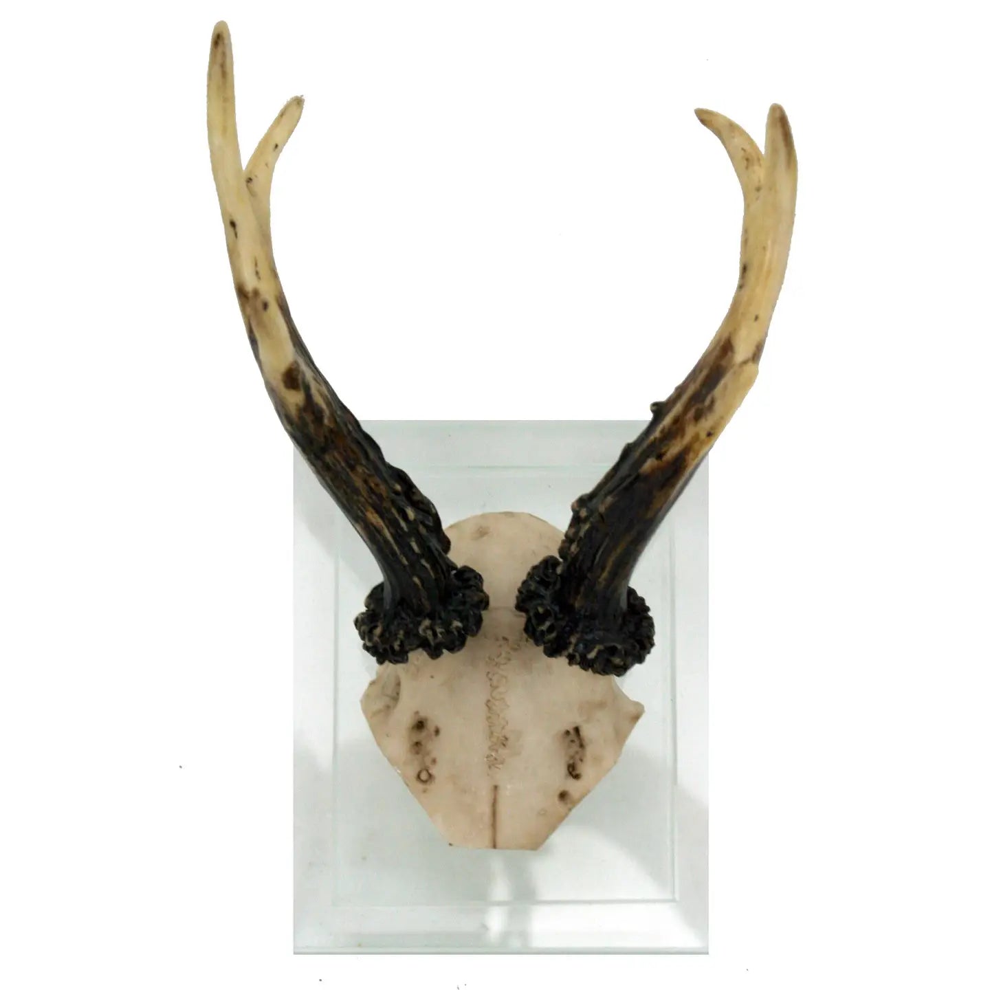 Faux Antler Double Glass Wall Mount