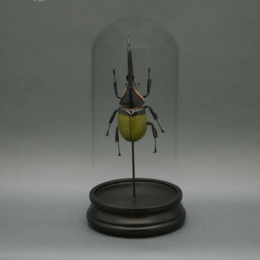 Green Hercules Beetle Replica Under Glass Cloche