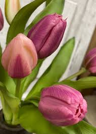 12" Fresh Touch Formosa Tulip Bundle