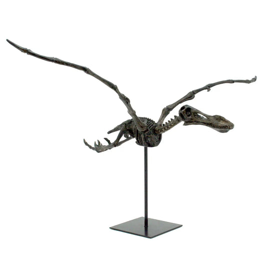 Faux Flying Pterodactyl Skeleton